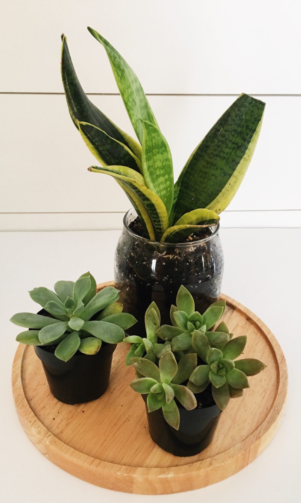 Top Trending Houseplants