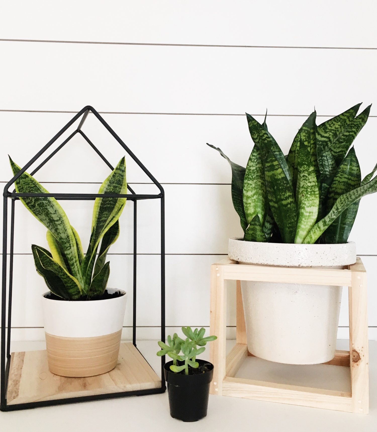 Top Trending House Plants